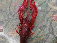 -囍榷·鲜美常州菜(恐龙园店)
