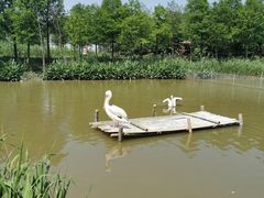 -宁波杭州湾国家湿地公园