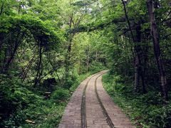 -五营红松林海景区