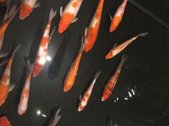 -君悦酒店·La Terrazza意合園·意式风味