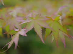 -三千院