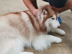 -TrueLove @ Neverland (Husky Cafe)