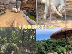 -沈阳森林动物园