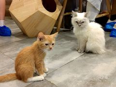 -楼上猫咖(罗湖店)