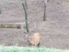 -沈阳森林动物园