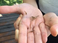 -桤木河湿地公园