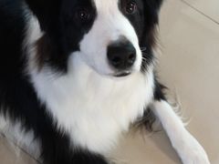 -宠福鑫康馨动物医院·骨科·眼科