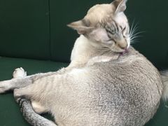 -安格丽娜·狗咖·猫咖羊驼咖(春熙路百盛商场店)