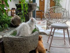 -喵屿·大理花园猫咖