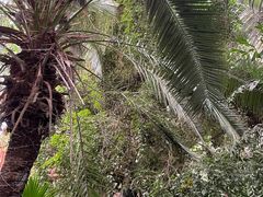 -呀路古热带植物园
