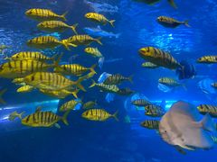 -太平洋海底世界