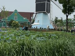 -荷兰花海