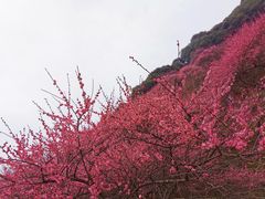 -新建村梅花