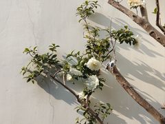 -松鹤面馆(观前店)