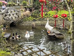 -青城甲(青城山店)