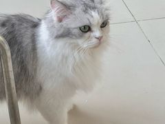 -怪兽屋·羊驼·猫咖·狗咖(俊华广场店)