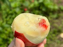 -前小桔亲子创意农场·草莓采摘·露营烧烤