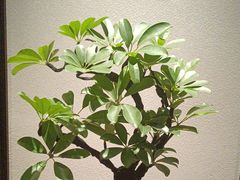 -花锦堂·隐庐