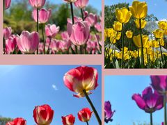 -北京国际鲜花港