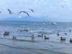 -深圳湾公园(南山区)