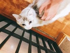 -喵屋coffee