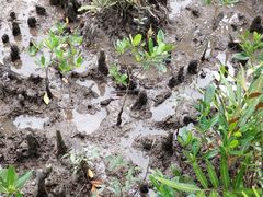 -东寨港红树林旅游区