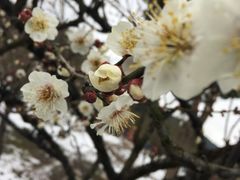 -香雪海