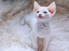 -十年猫舍·猫咪专门店(普陀店)