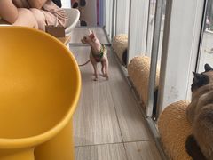 -藏猫猫咖啡主题馆(中央大道店)