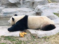 -上海野生动物园