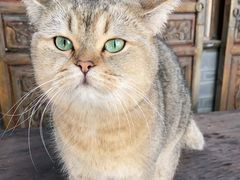 -喵屿·大理花园猫咖