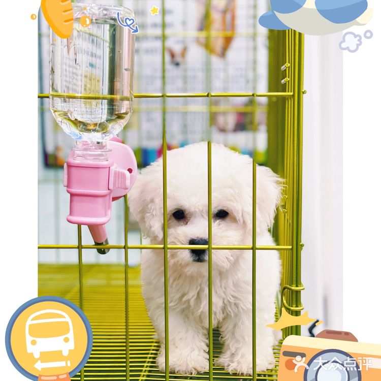 天津探店|唯爱宠物·猫狗专卖（河西店）