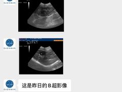 -芭比堂动物医院·心脏专科·夜诊·吉雅分院