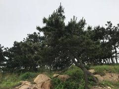 -渡海小渔村.老辈日照菜