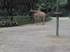 -深圳野生动物园