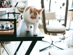 -平行世界·猫咖(首经贸店)