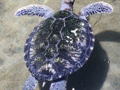-北海海底世界