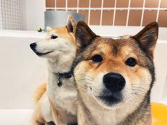 -柴务处·柴犬主题狗咖