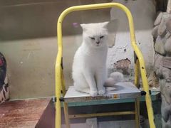 -猫咪博物馆(顶澳仔猫街店)