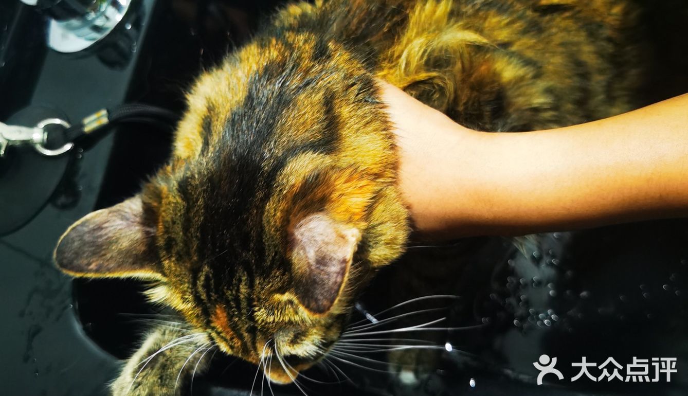 做个爱洗澡的猫吧