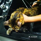 做个爱洗澡的猫吧