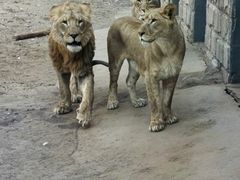 -北京野生动物园