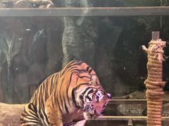 -清迈夜间动物园