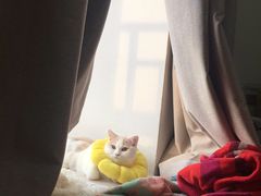 -创凡宠物医院·骨专科  猫科中心(西乡分院)