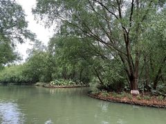 -大湾区中央湿地公园
