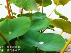 -阿育王寺