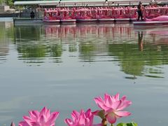 -莲花池公园
