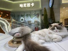 -Honey Bacca 哈尼芭卡高端萌宠(朝阳大悦城店)