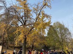 -千年银杏谷文化旅游区