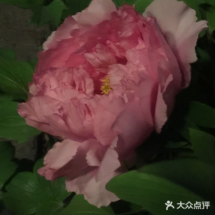 夜幕低垂、繁星少歇，拎着一袋猫粮和两块炸带鱼来找咪咪